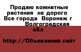 Продаю комнатные растения  не дорого - Все города, Воронеж г.  »    . Волгоградская обл.